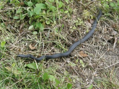 Higbee Beach Black Rat Snake