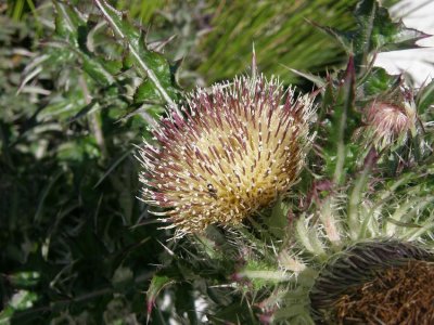 Thistles