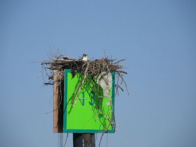 Osprey aboard the Osprey