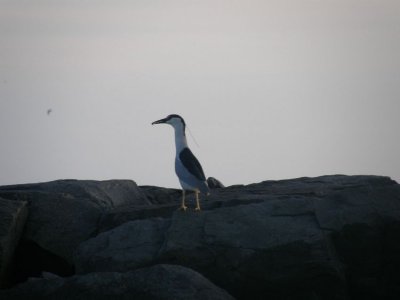Black Crowned Night Heron