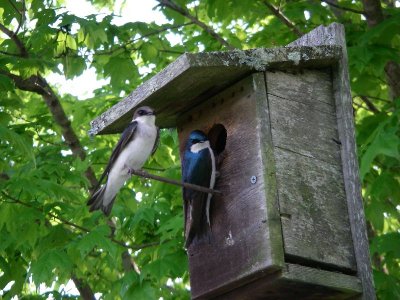 Tree Swallows in Tennessee