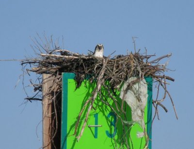 Cape May Osprey - Cape Maygration - 2011