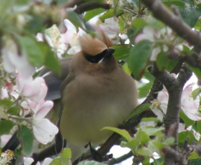 Cedar Waxwing - Star Island