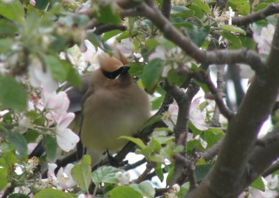 Cedar Waxwing - Star Island May 2011