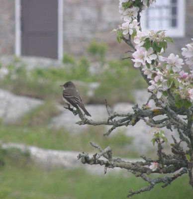 Eastern Wood-Pewee Star Island May 2011