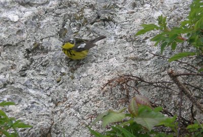 Magnolia Warbler - Star Island May 2011