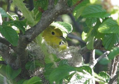 Yellow Warbler in nest - Star Island 2012 Mem Day Wknd