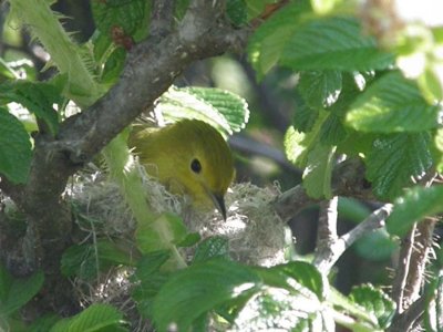 Yellow Warbler in nest - Star Island 2012 Mem Day Wknd