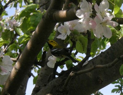 Townsend Warbler ? Star Island Apple Tree - Mem Day 2011