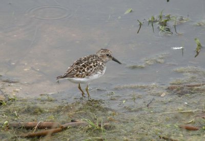 Semipalmated Sandpiper    -     Cape May - May 2011