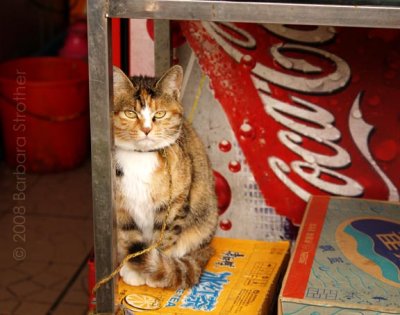Store cat.jpg
