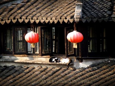 Two cats on clay roof.JPG