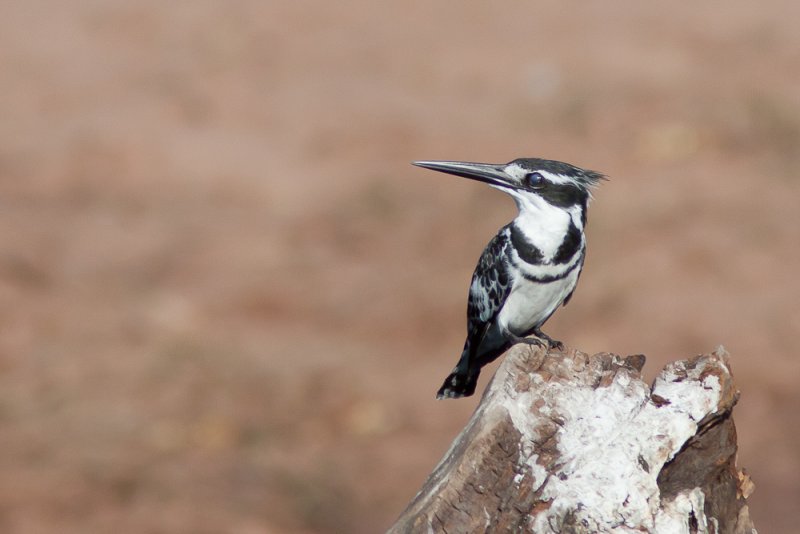 Pied Kingfisher