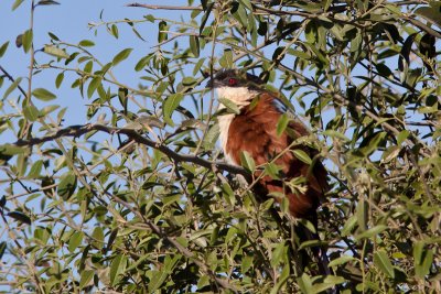 Sengal Coucal