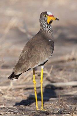 African Watttled Lapwing