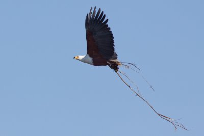 African Fish-eagle