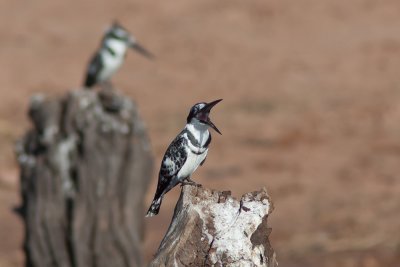 Pied Kingfisher