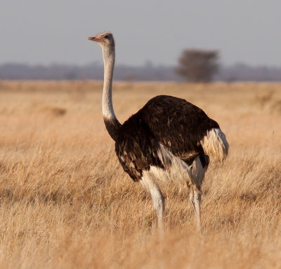 Ostrich