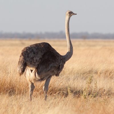 Ostrich