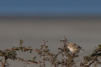 Desert Cisticola