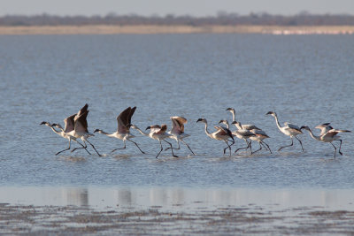 Lesser Flamingo