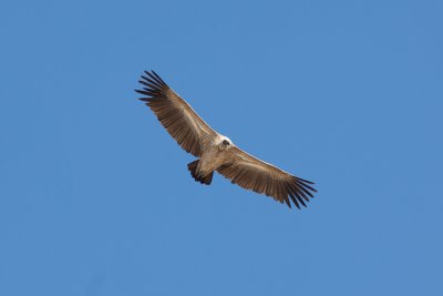 White-backed Vulture