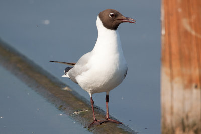 Kokmeeuw - Black headed Gull