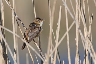 Rietzanger - Marsh Warbler