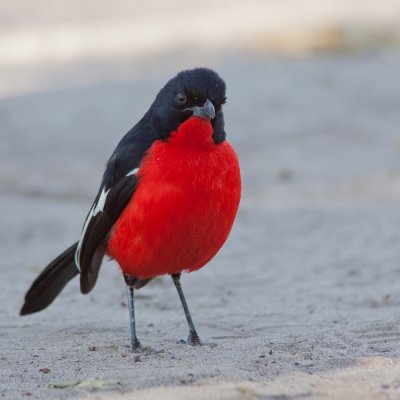 Crimson-breasted Shrike