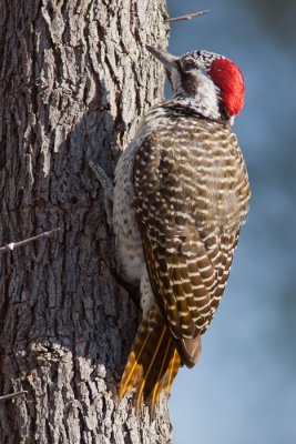 Bearded Woodpecker