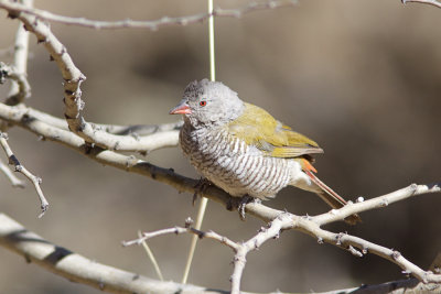 Green-winged Pytilia (Melba Finch)