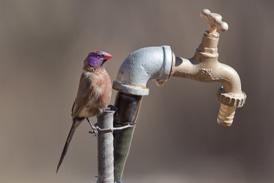 Violet-eared Waxbill