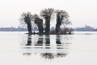 Trees at the 'Reeuwijkse plassen'