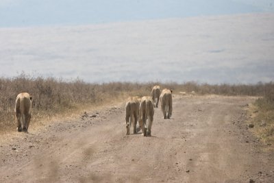 Lionesses on the move