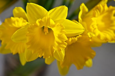 Spring - on the Kitchen Table