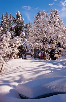 Spring Snow