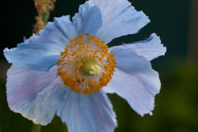 Blue Poppy Elegance
