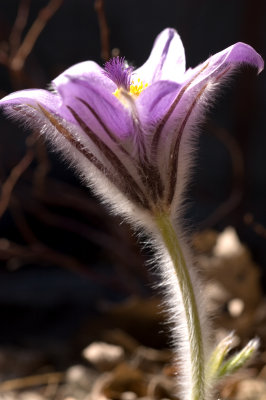 Spring's Early Gift