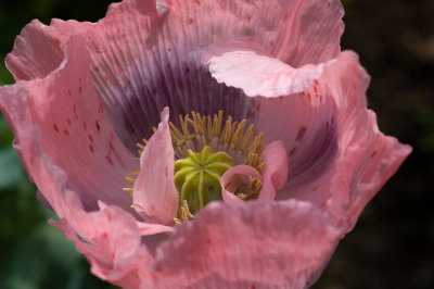 Pink Poppy Elegance