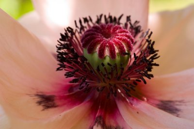 'Karine' Poppy Elegance