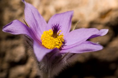 Spring's Early Gift