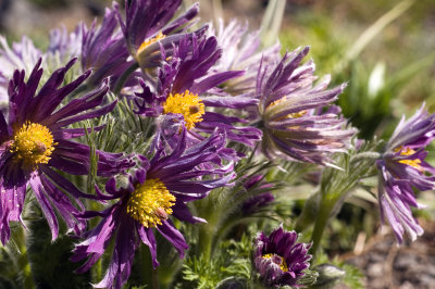Pretty in Purple