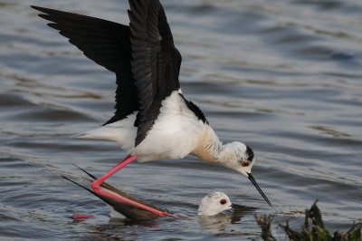 Lesbos May 2011 1 - Mating black-winged stilts