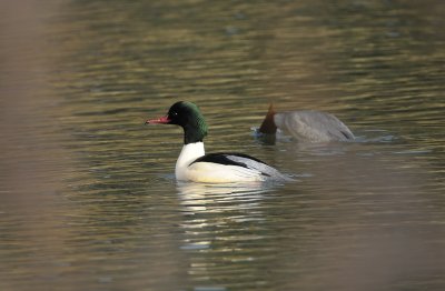 grote zaagbek - goosander