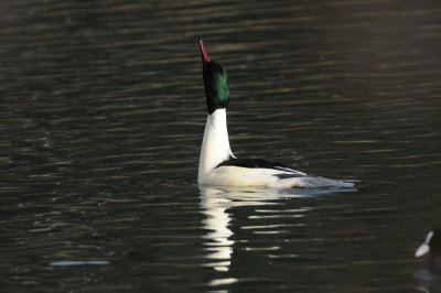 grote zaagbek - goosander