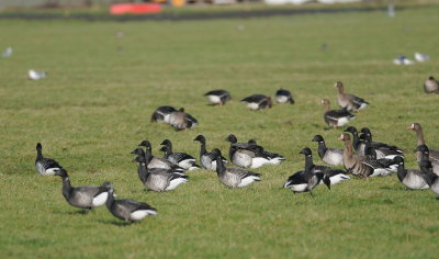 witbuikrotgans - pale-bellied brent goose