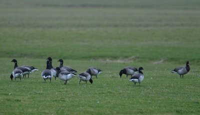 witbuikrotgans - pale-bellied brent goose