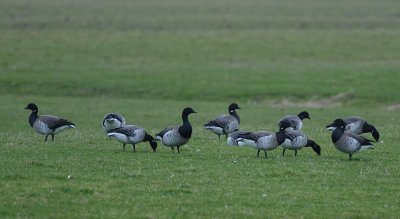witbuikrotgans - pale-bellied brent goose