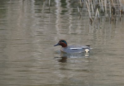 wintertaling - common teal