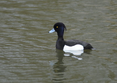 kuifeend - tufted duck